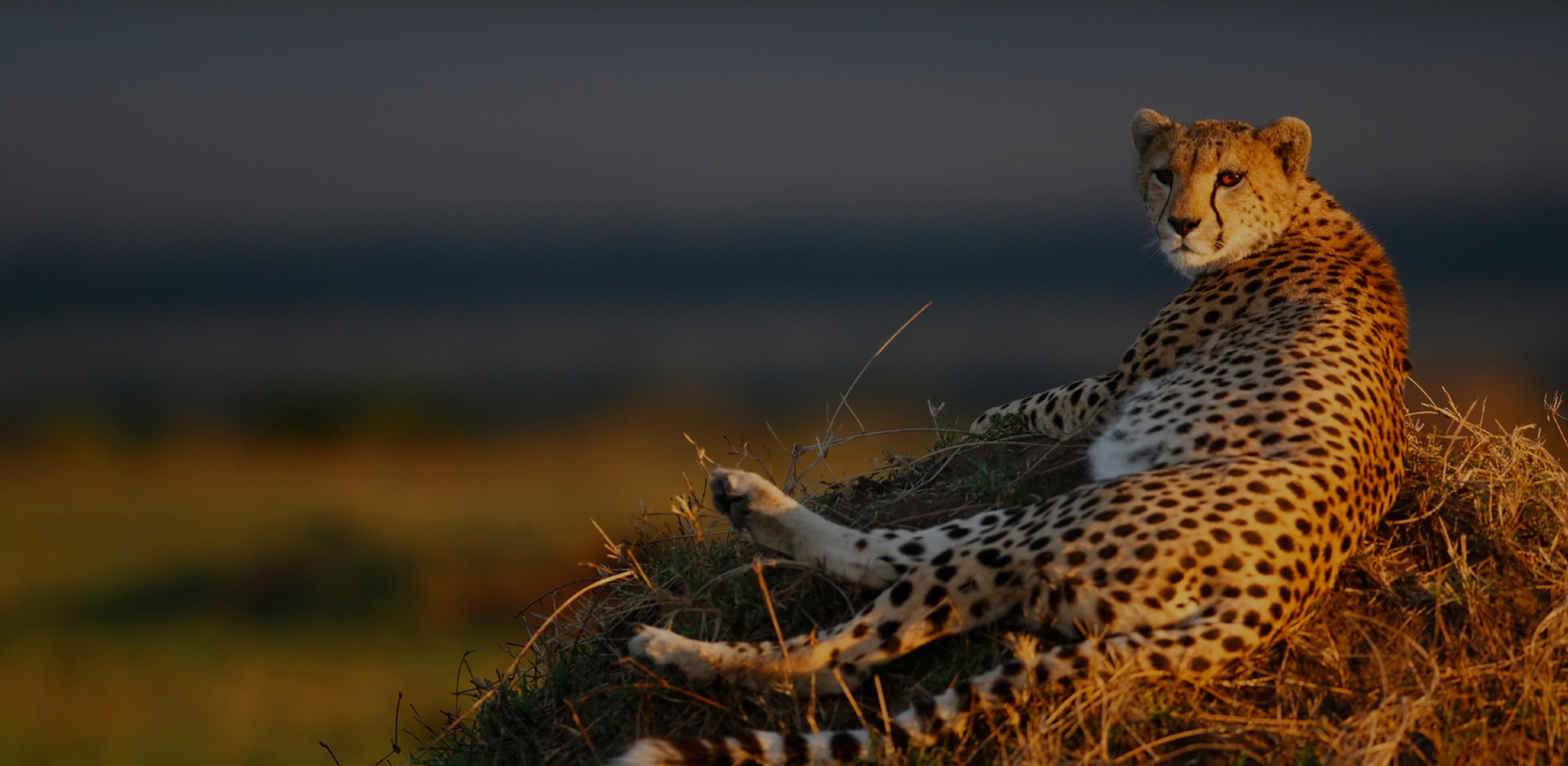 Tigre em safári na África do Sul